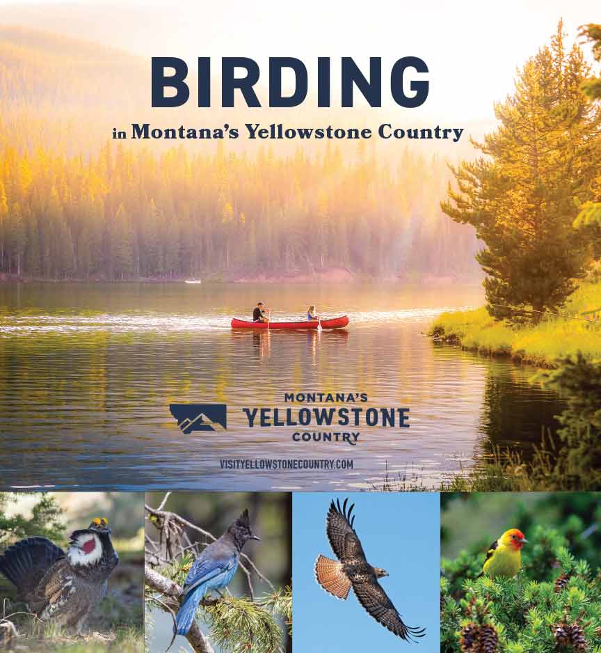 Montana and Yellowstone National Park Birding Guide