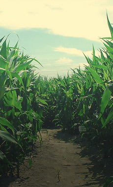 Corn Mazes in Montana and Yellowstone National Park