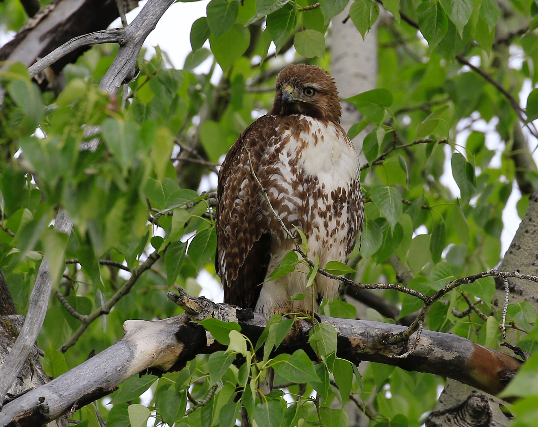 Birding | Montana's Yellowstone Country