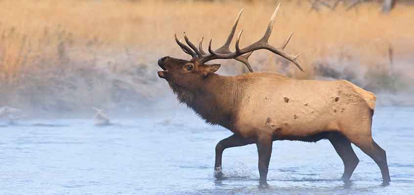 Wildlife Viewing