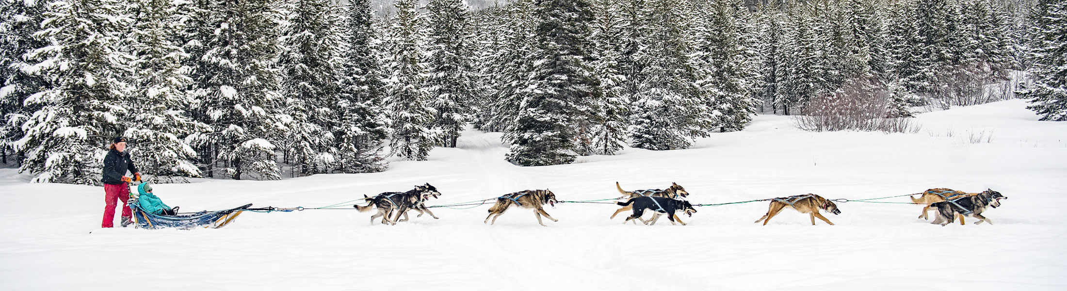 Morrison Racing Kennel