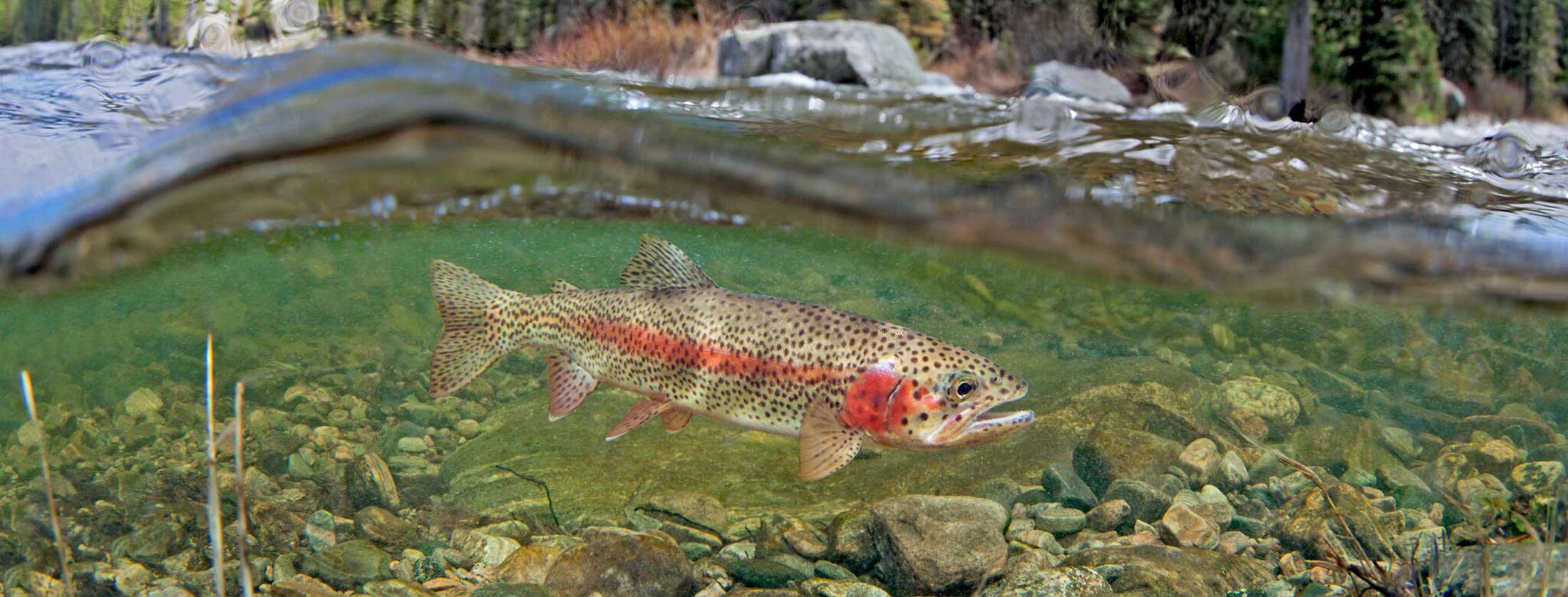 Black Otter Guide Service