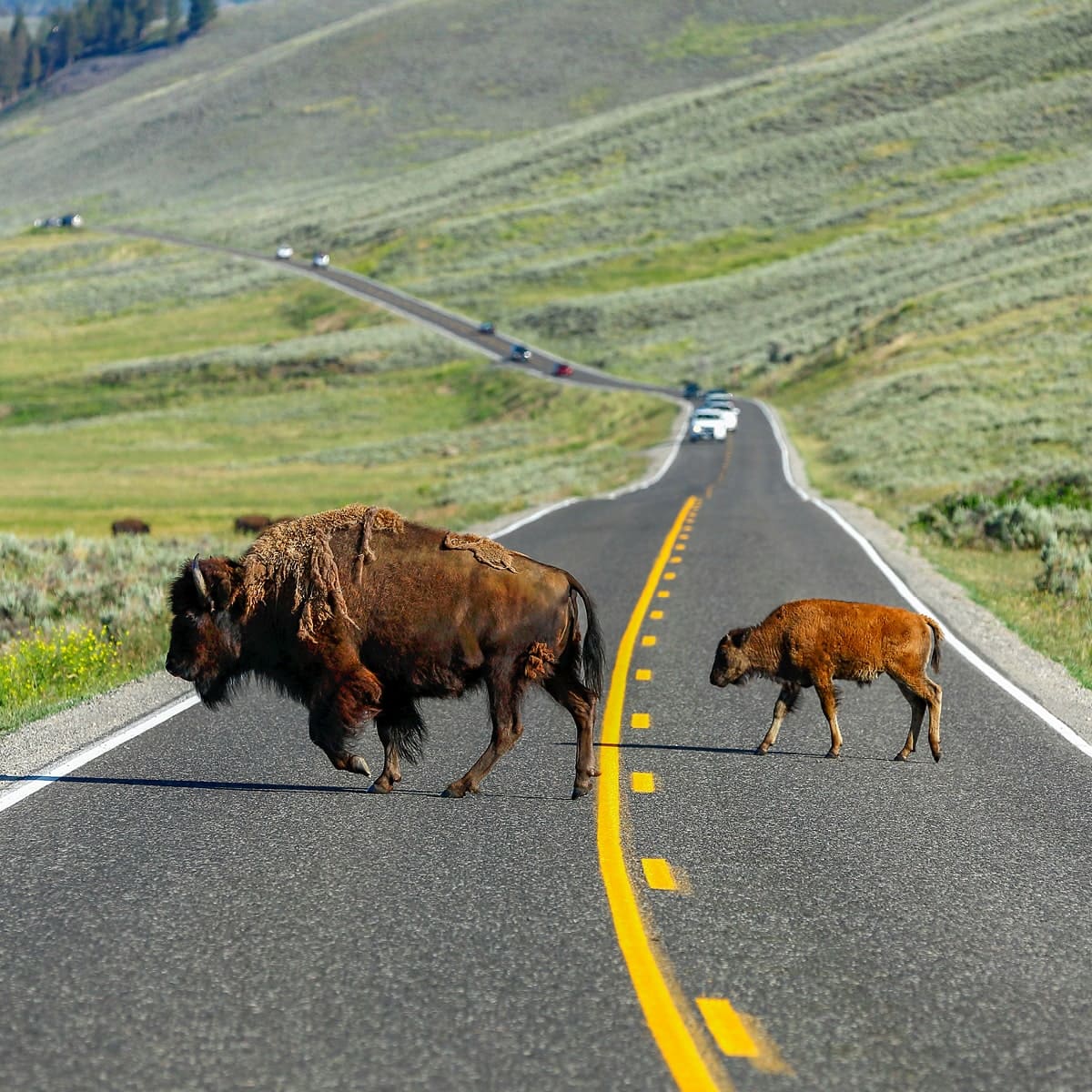 Yellowstone National Park 1 itinerary image